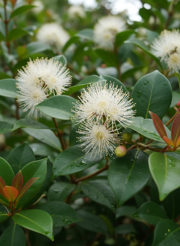 Syzygium Australe ‘Big Red’ (Big Red Lilly Pilly)