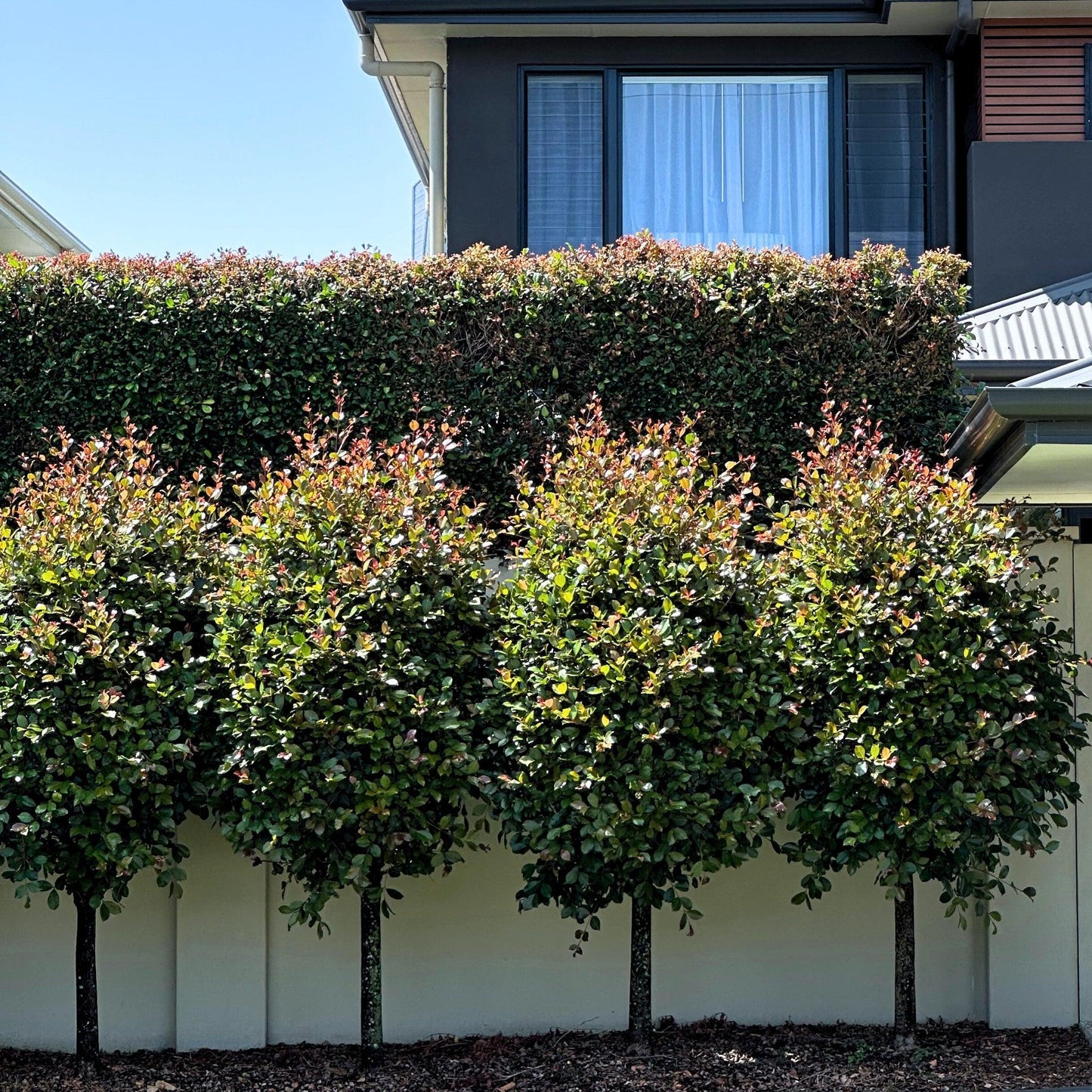 Syzygium Australe ‘Cherry Bomb’