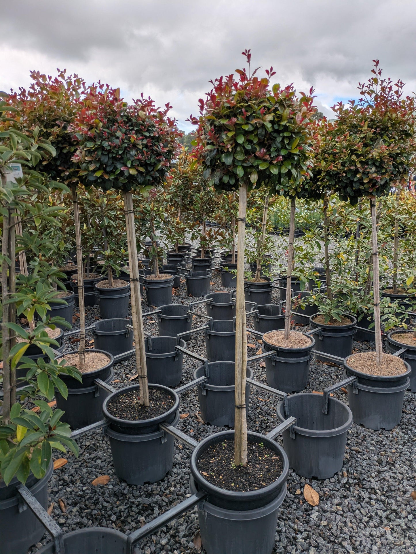 Syzygium Australe ‘Cherry Bomb’