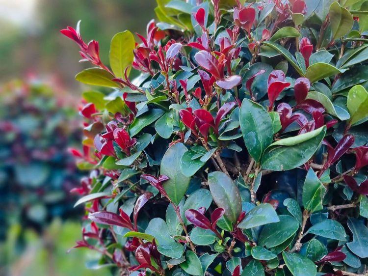Syzygium Australe ‘Cherry Bomb’