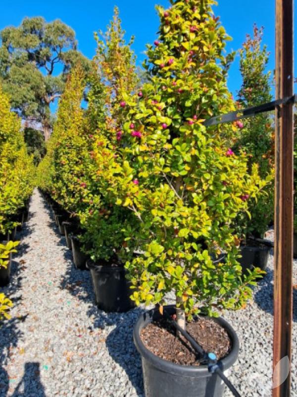 Syzygium Australe ‘Cherry Bomb’