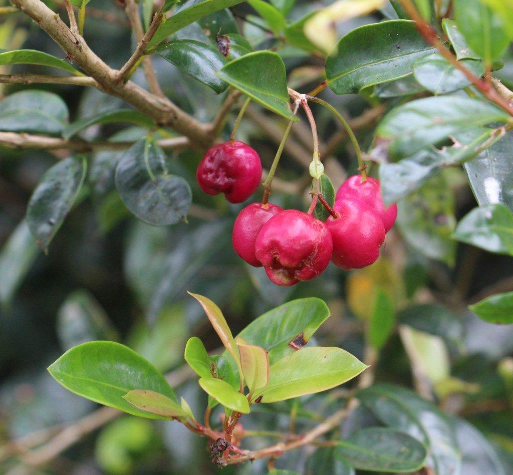 Syzygium Australe ‘Cherry Bomb’