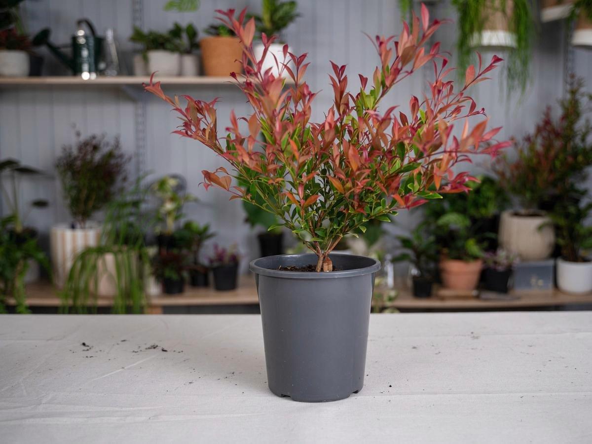 Syzygium Australe ‘Cherry Bomb’
