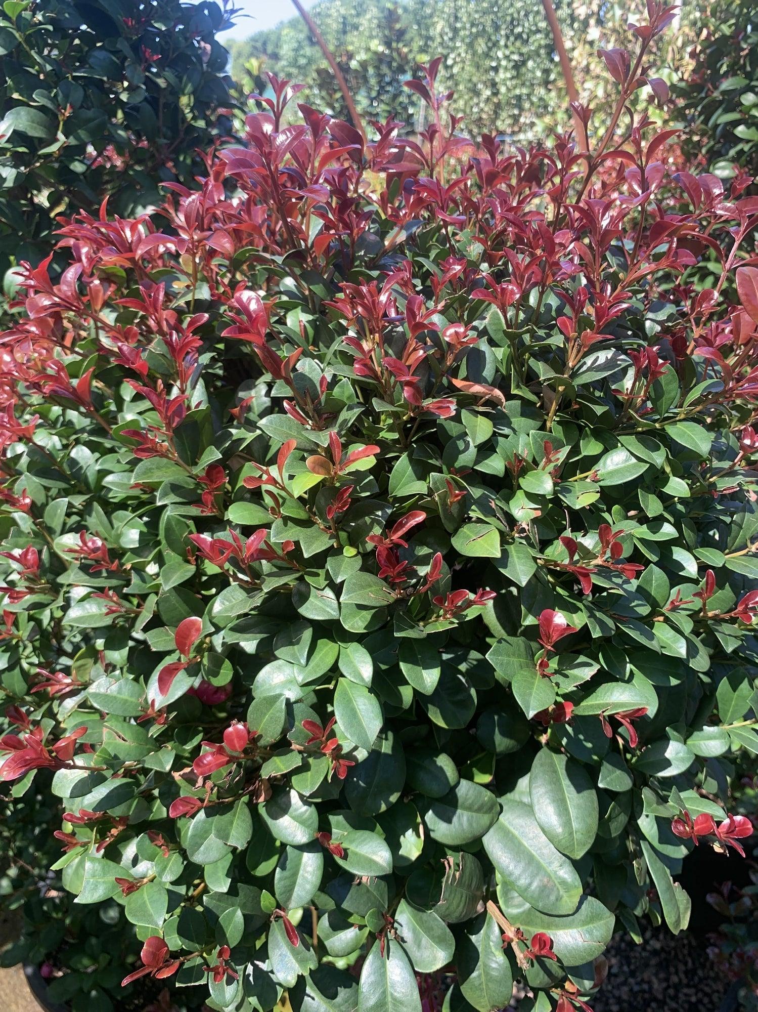 Syzygium Australe ‘Cherry Bomb’ (Cherry Bomb Lilly Pilly)