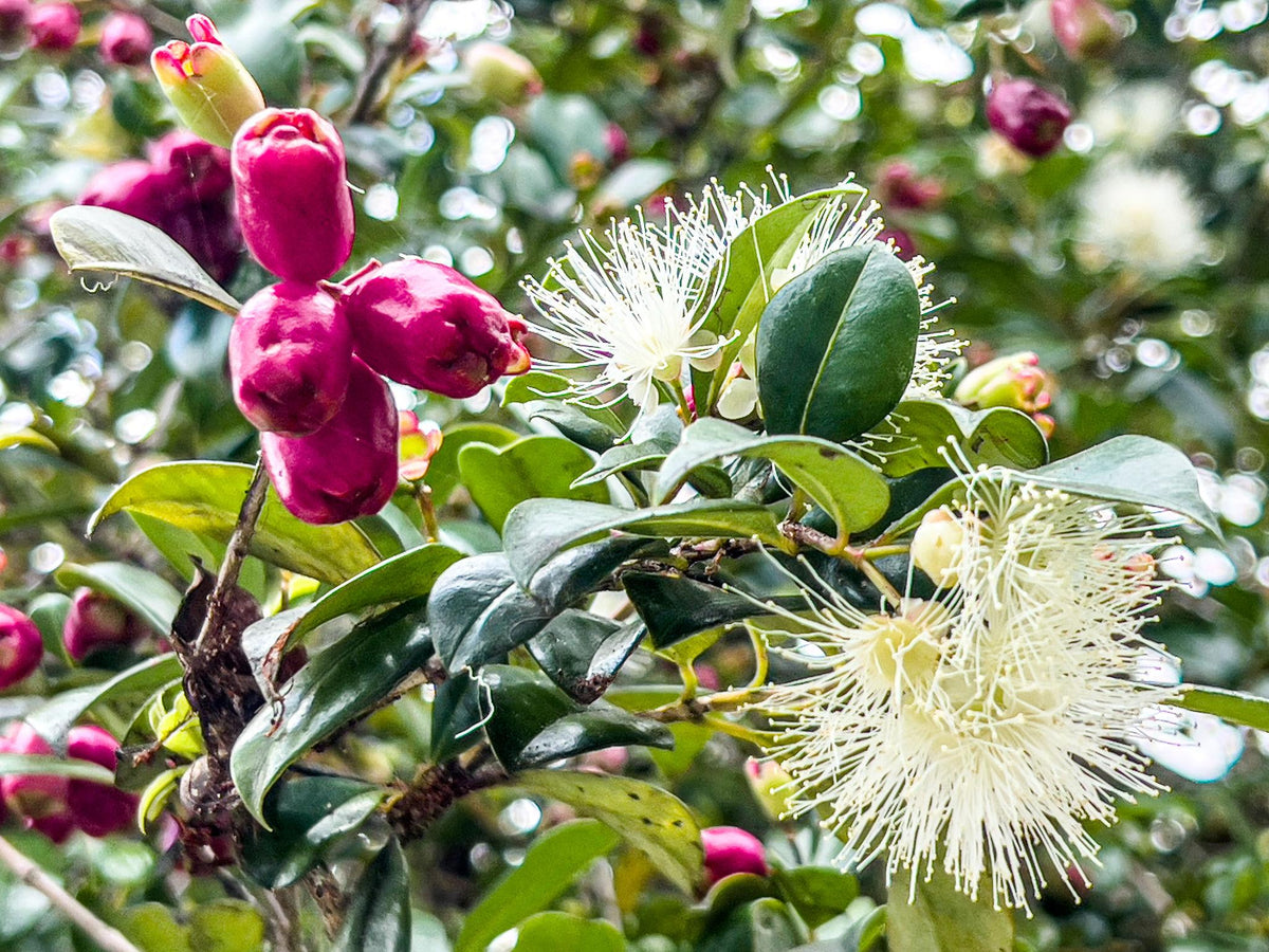 Syzygium Australe ‘Cherry Bomb’ (Cherry Bomb Lilly Pilly)