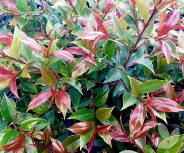 Syzygium Australe ‘Crimson Lights’ (Crimson Lights Lilly Pilly)