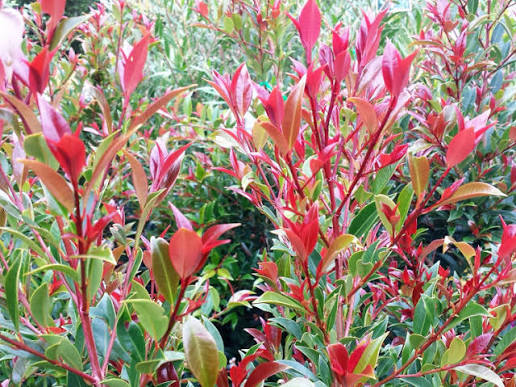 Syzygium Australe ‘Crimson Lights’ (Crimson Lights Lilly Pilly)