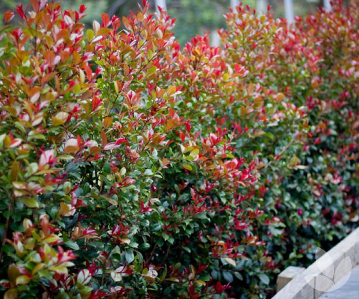 Syzygium Australe ‘Crimson Lights’ (Crimson Lights Lilly Pilly)