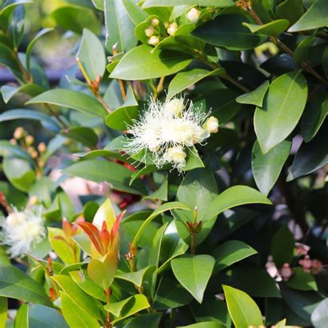 Syzygium Australe (Green Machine)