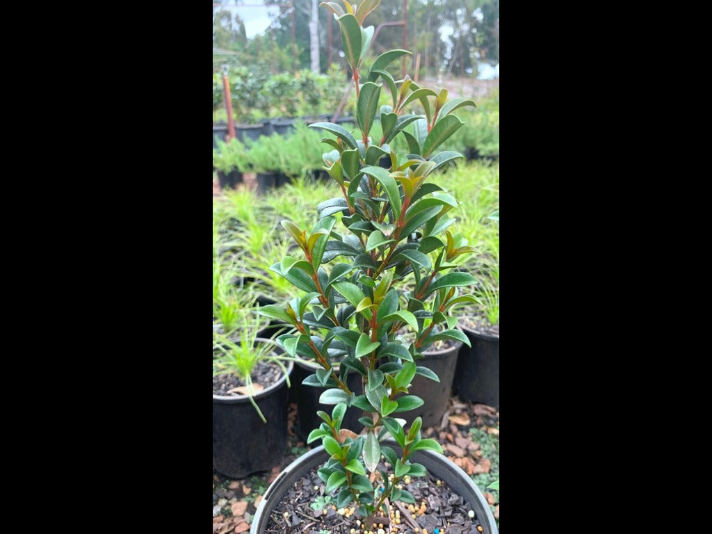 Syzygium Australe (Green Machine)