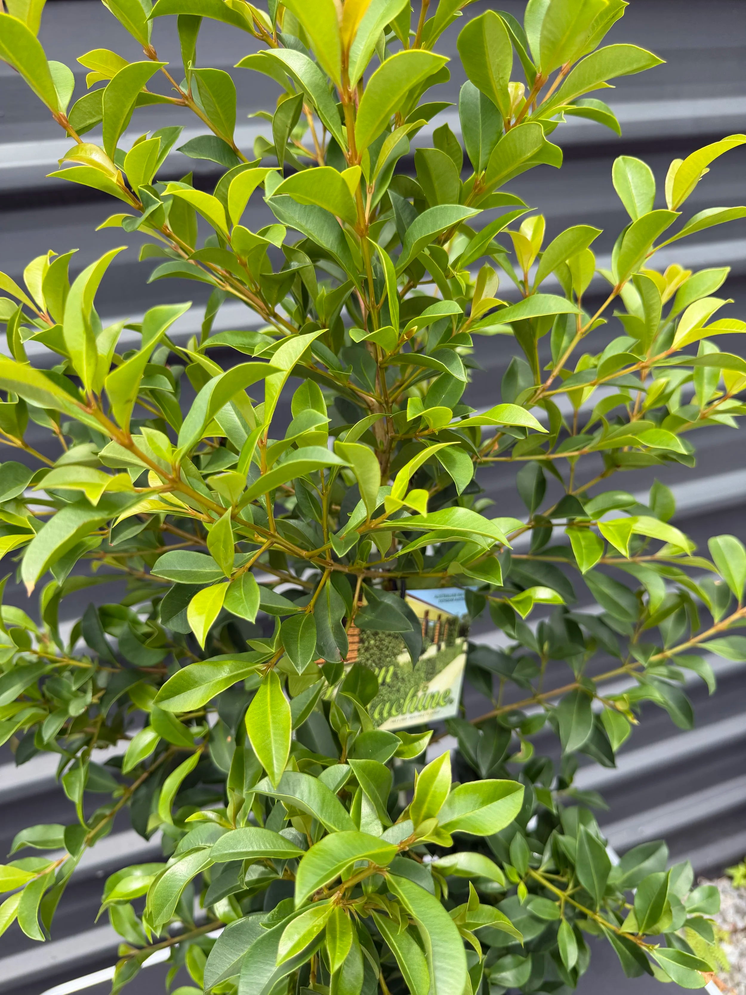 Syzygium Australe (Green Machine)