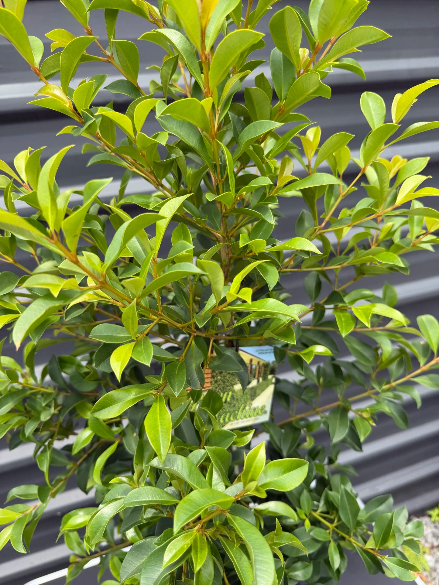 Syzygium Australe (Green Machine)