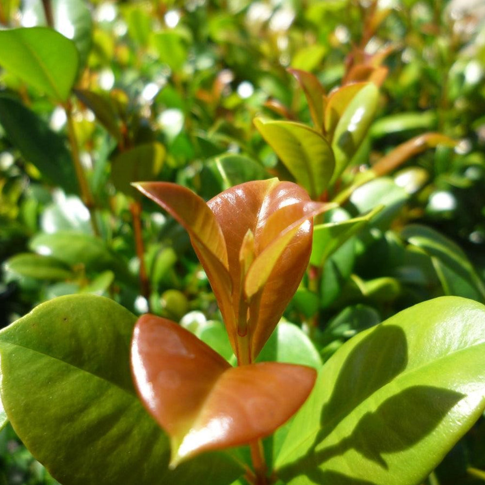 Syzygium Australe (Lilly Pilly) Standards