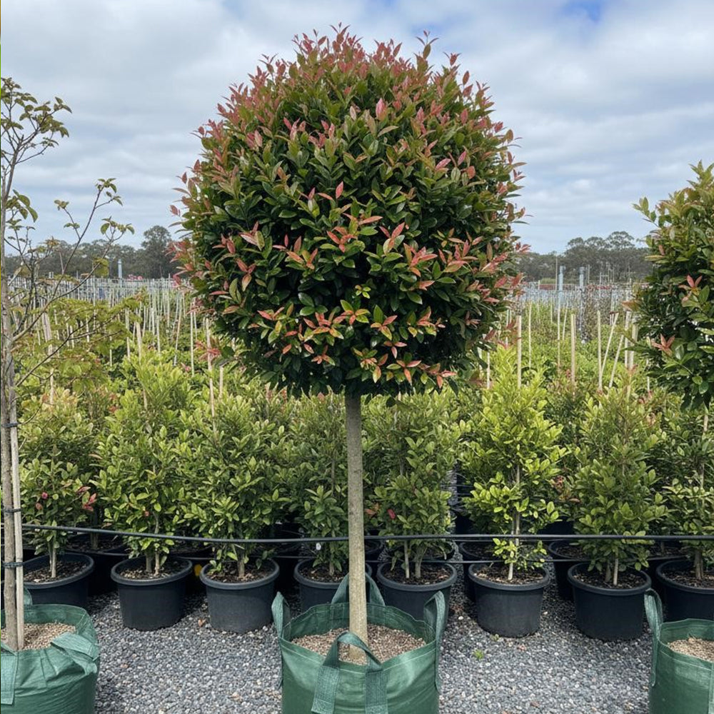 Syzygium Australe (Lilly Pilly) Standards