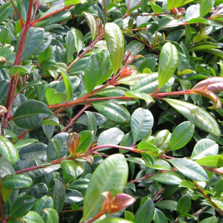 Syzygium Australe ‘Resilience’ (Lilly Pilly ‘Resilience’ Tall Square)