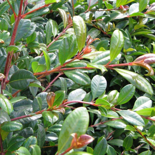 Syzygium Australe ‘Resilience’ (Lilly Pilly ‘Resilience’ Cones)