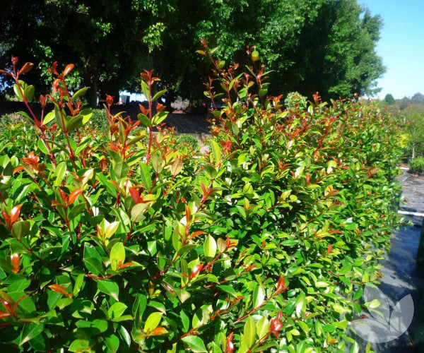 Syzygium Australe ‘Resilience’ (Resilience Lilly Pilly) Standards