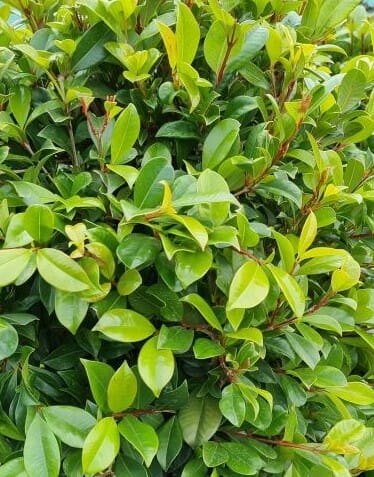 Syzygium Australe ‘Resilience’ (Resilience Lilly Pilly) Standards