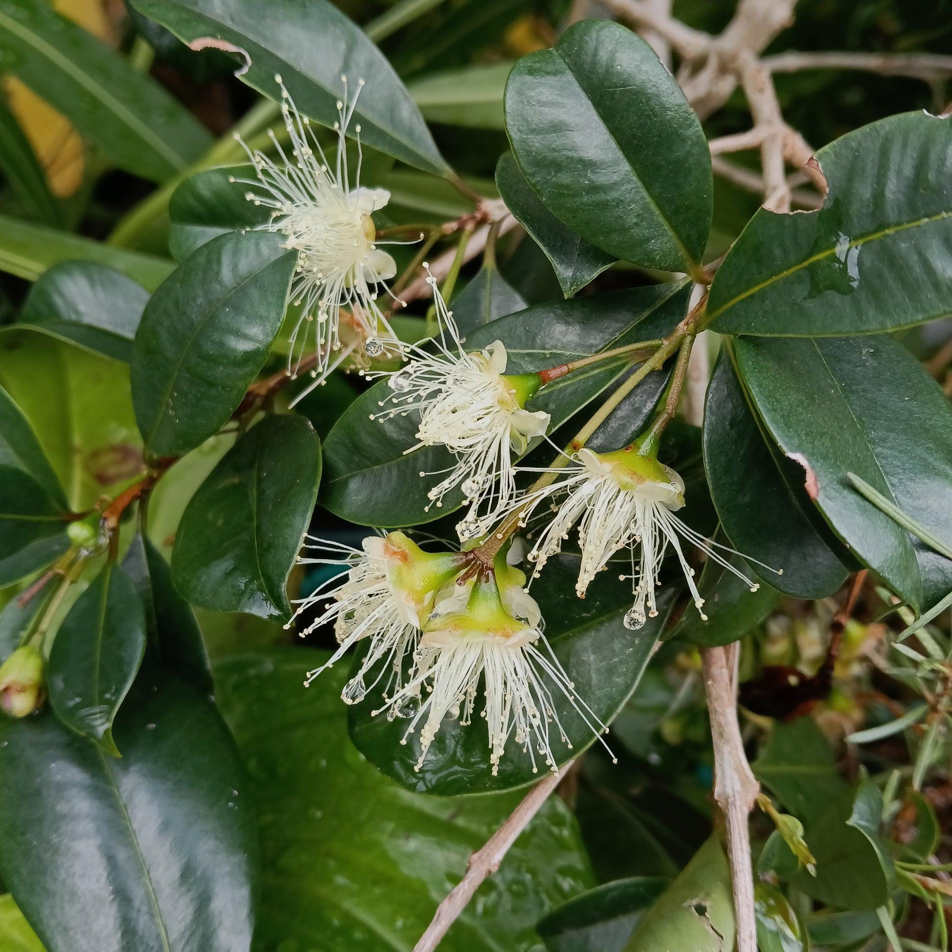 Syzygium Australe 'Tucker Bush™ Bush Cherry' (Lilly Pilly)