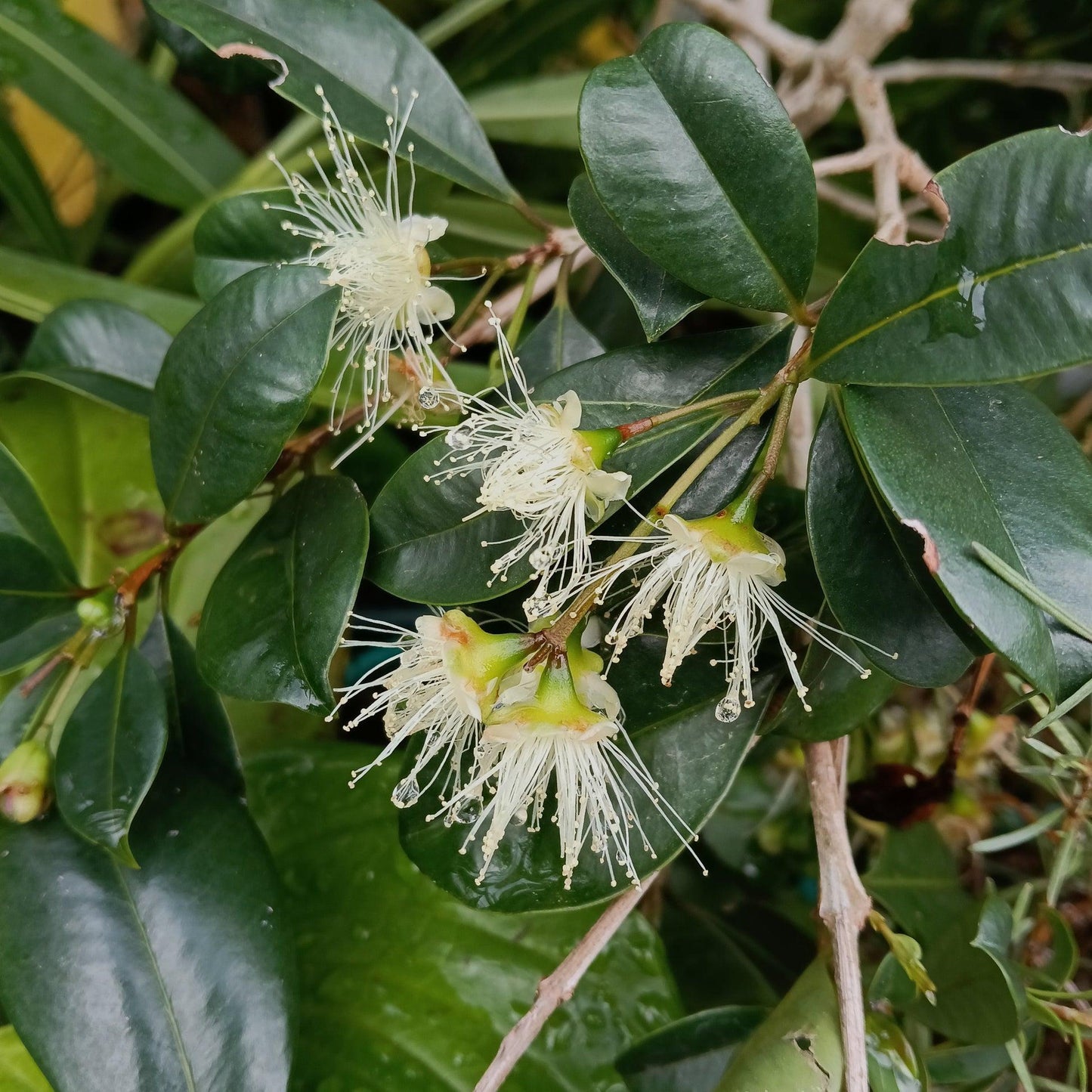 Syzygium Australe 'Tucker Bush™ Bush Cherry' (Lilly Pilly)