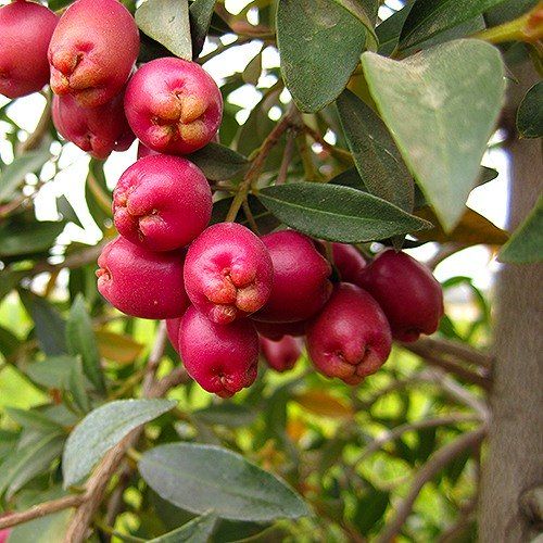 Syzygium Australe 'Tucker Bush™ Bush Cherry' (Lilly Pilly)