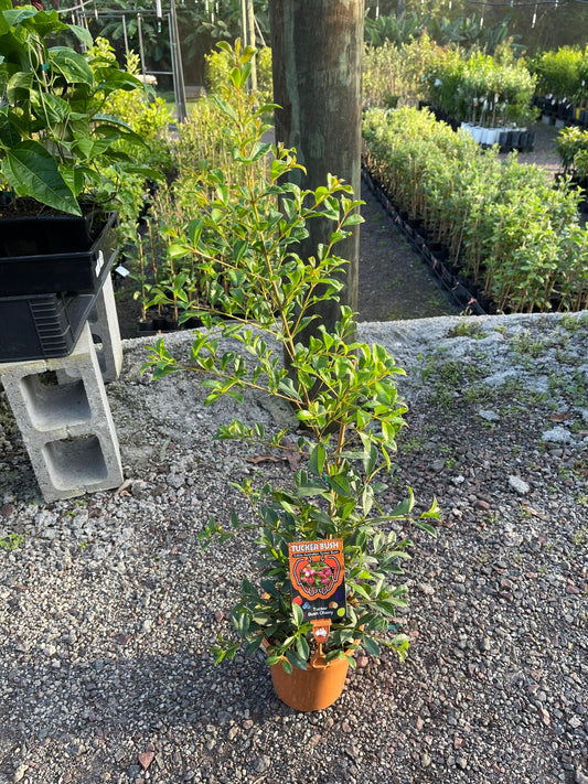 Syzygium Australe 'Tucker Bush™ Bush Cherry' (Lilly Pilly)