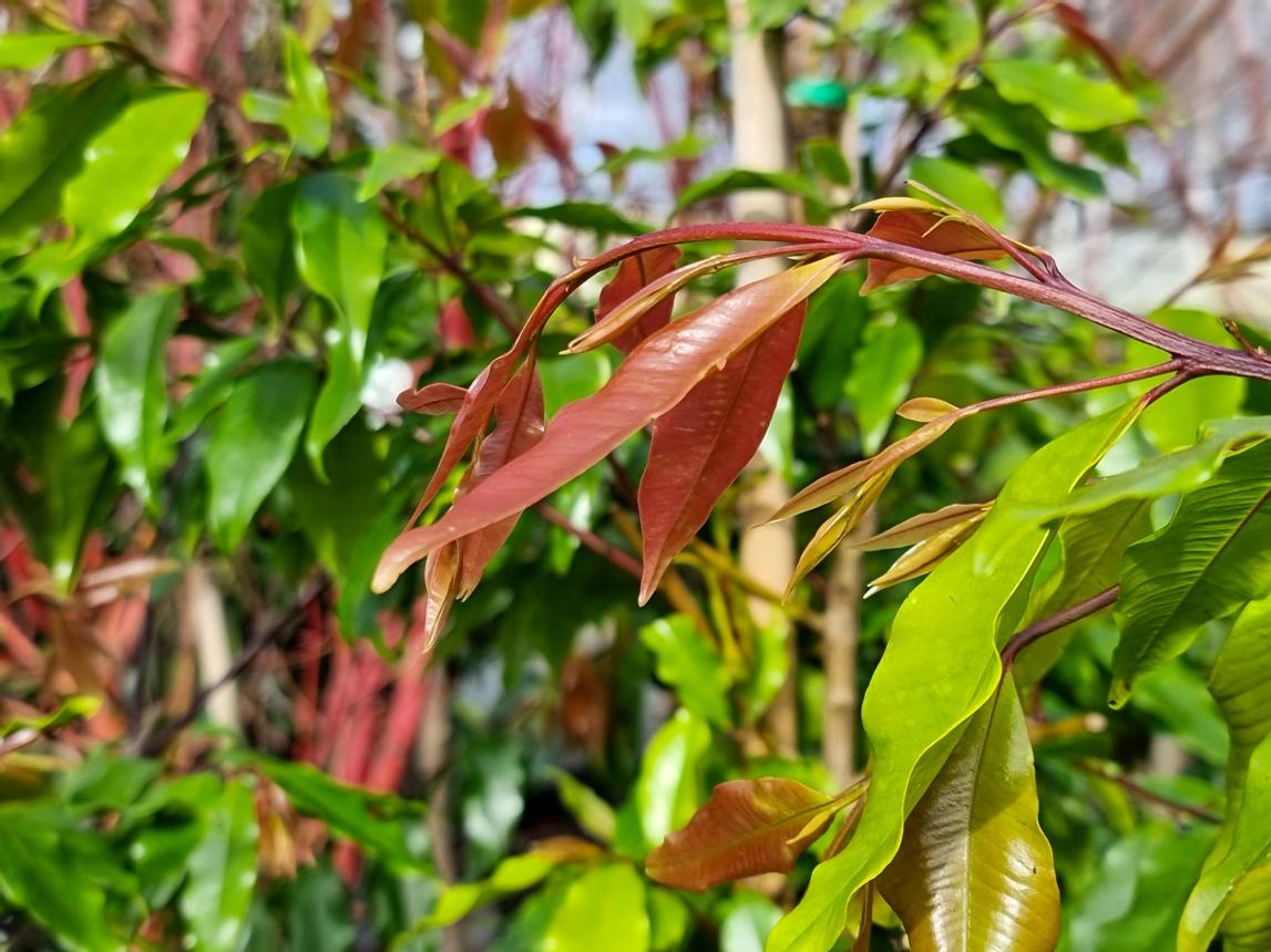 Syzygium Floribundum (Waterhousea Floribunda)