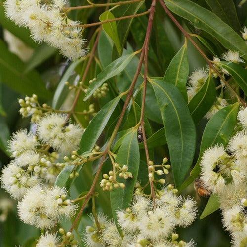 Syzygium Floribundum (Waterhousea Floribunda)