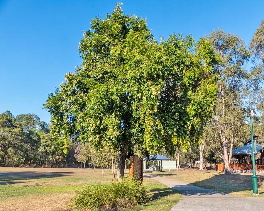 Syzygium Floribundum (Waterhousea Floribunda)