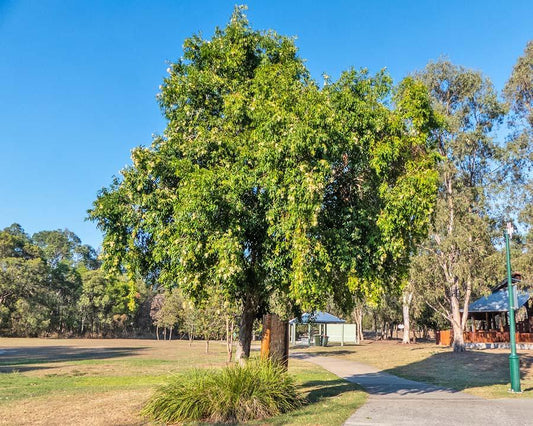 Syzygium Floribundum (Waterhousea Floribunda)