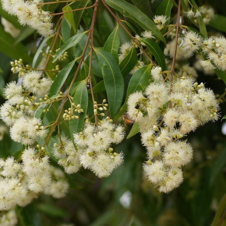 Syzygium Floribundum (Waterhousea Floribunda)