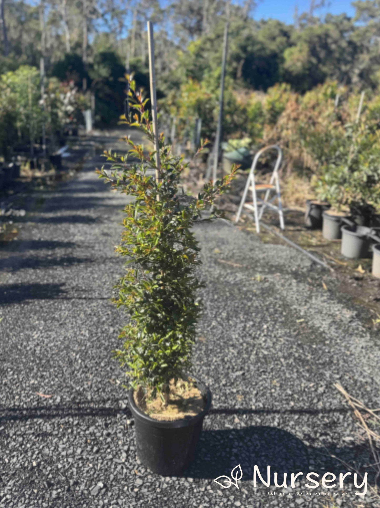 Syzygium Paniculatum ‘Select’ (Magenta Cherry Select)