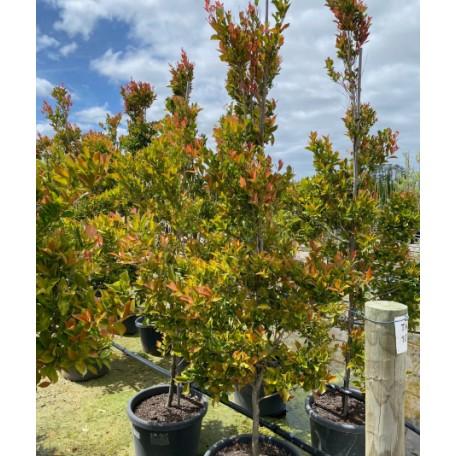Syzygium Smithii ‘Firescreen’ (Syn. Acmena Smithii)