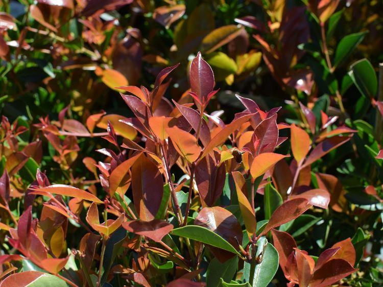 Syzygium Smithii ‘Firescreen’ (Syn. Acmena Smithii)
