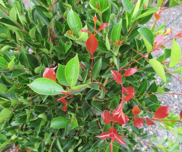 Syzygium Smithii ‘Firescreen’ (Syn. Acmena Smithii)