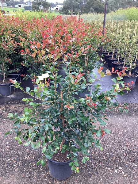 Syzygium Australe ‘Big Red’ (Big Red Lilly Pilly)