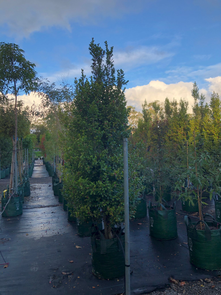 Syzygium Australe ‘Cherry Bomb’