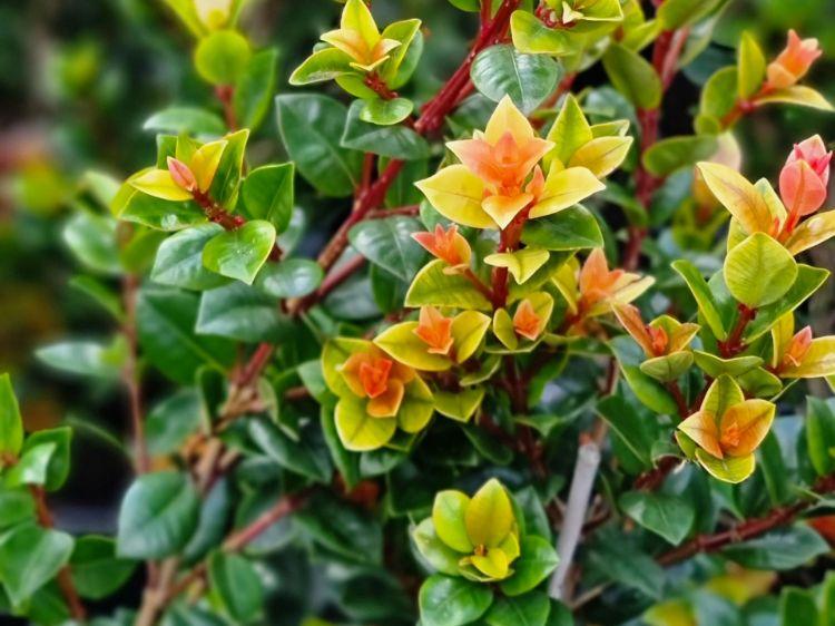 Syzygium Australe (Orange Twist)