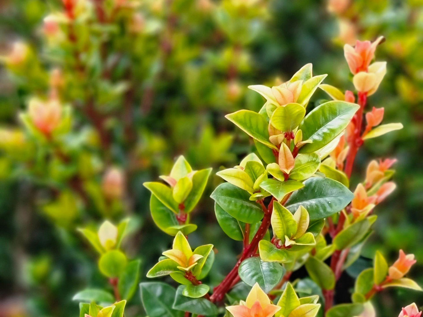 Syzygium Australe (Orange Twist)