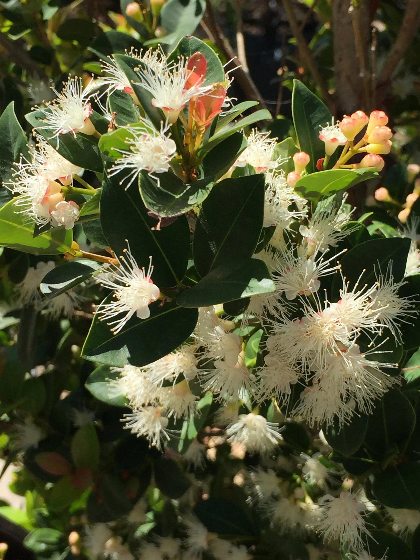 Syzygium Australe (Orange Twist)