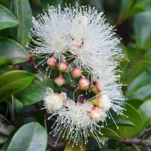 Syzygium Australe ‘SAN01’ STRAIGHT AND NARROW™ (Straight and Narrow Lilly Pilly)