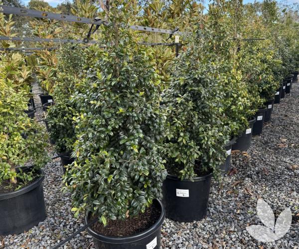 Syzygium Australe ‘SAN01’ STRAIGHT AND NARROW™ (Straight and Narrow Lilly Pilly)