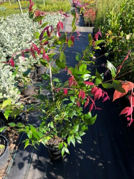 Syzygium Cascade (Lilly Pilly Cascade)