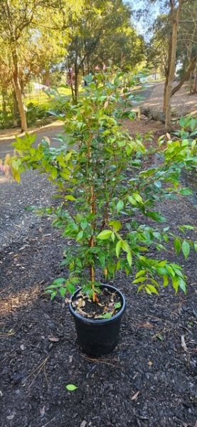 Syzygium Cascade (Lilly Pilly Cascade) CLEARANCE