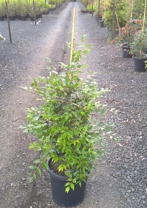 Syzygium Cascade (Lilly Pilly Cascade)
