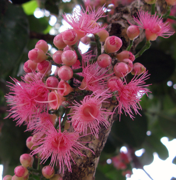 Syzygium Mooreii (Durobby)