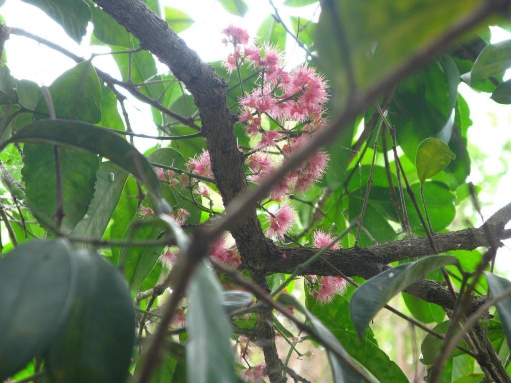 Syzygium Mooreii (Durobby)