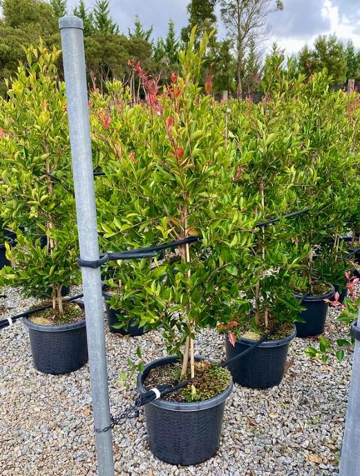 Syzygium Smithii ‘Firescreen’ (Lilly Pilly)