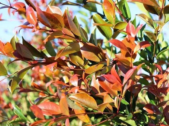 Syzygium Smithii ‘Firescreen’ (Lilly Pilly)