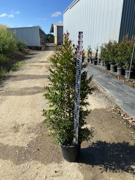 Syzygium australe ‘Plum Magic’ (Lilly Pilly Standard)